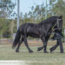 QSEC Friesians #30