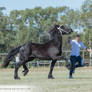 QSEC Friesians #63