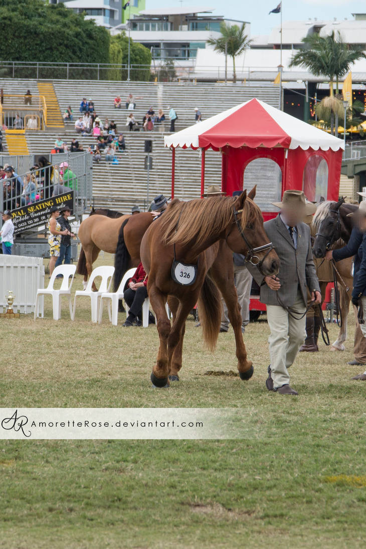 RQS Waler #55 by AmoretteRose on DeviantArt