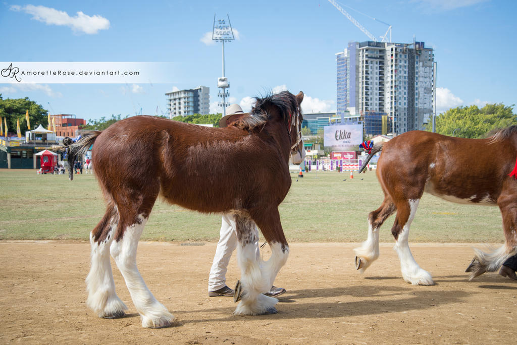 RQS Clydesdale #111