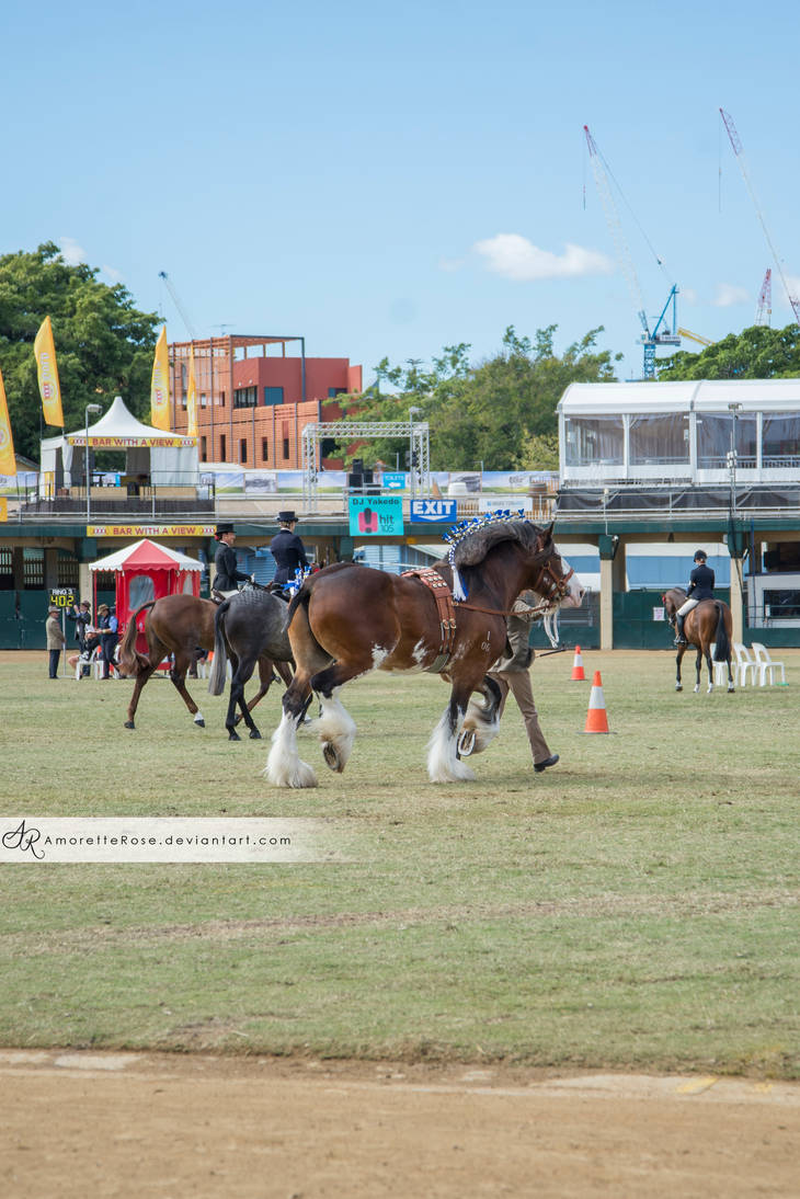 RQS Clydesdale #102 by AmoretteRose on DeviantArt