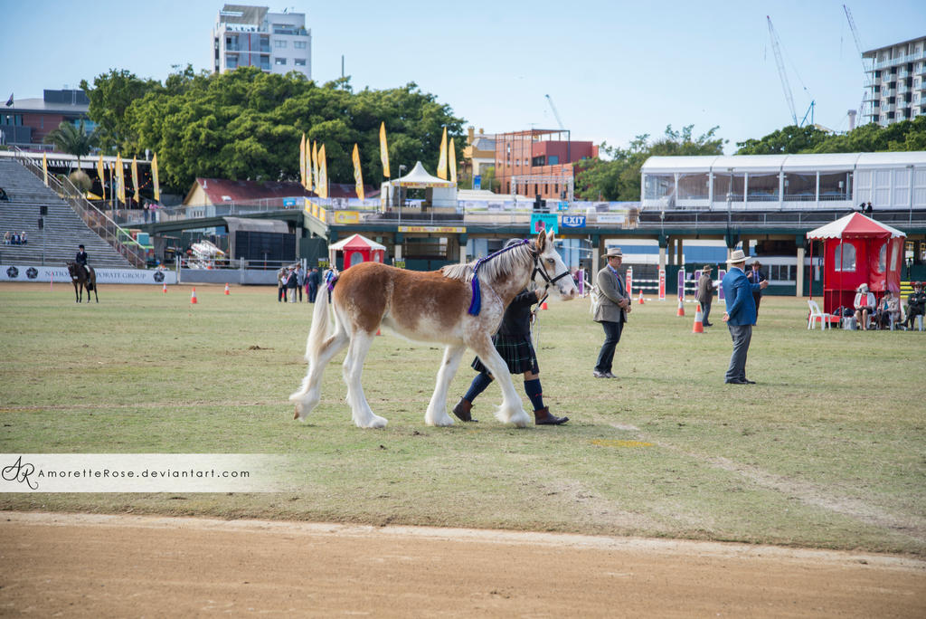RQS Clydesdale #59 by AmoretteRose on DeviantArt