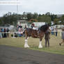 SRCS Clydesdale #268