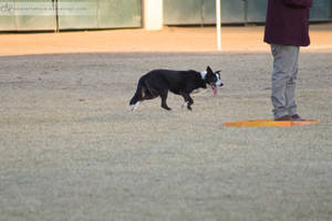 RQS Border Collie #18