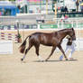 RQS Australian Stock Horse #303