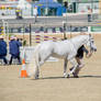 RQS Australian Stock Horse #235