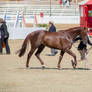 RQS Australian Stock Horse #206