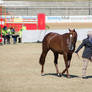 RQS Australian Stock Horse #197