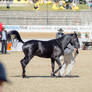 RQS Australian Stock Horse #190