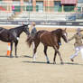 RQS Australian Stock Horse #126