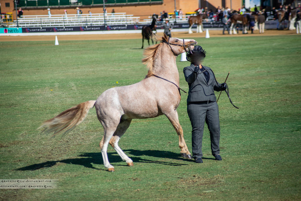 RQS Welsh Pony #55