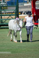 RQS Welsh Pony #119