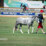RQS Welsh Pony #111