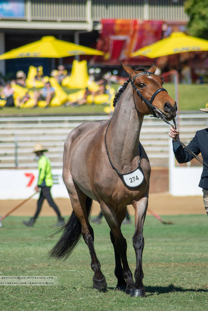 RQS Waler #128 by AmoretteRose on DeviantArt