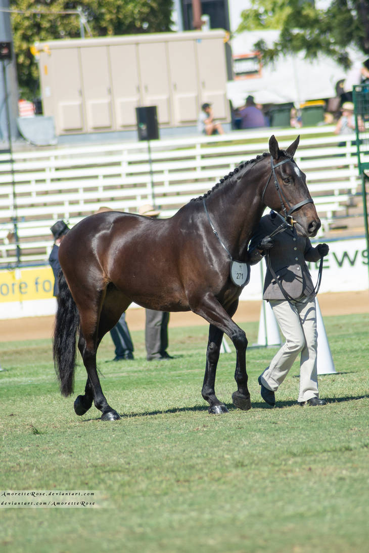 RQS Waler #109 by AmoretteRose on DeviantArt