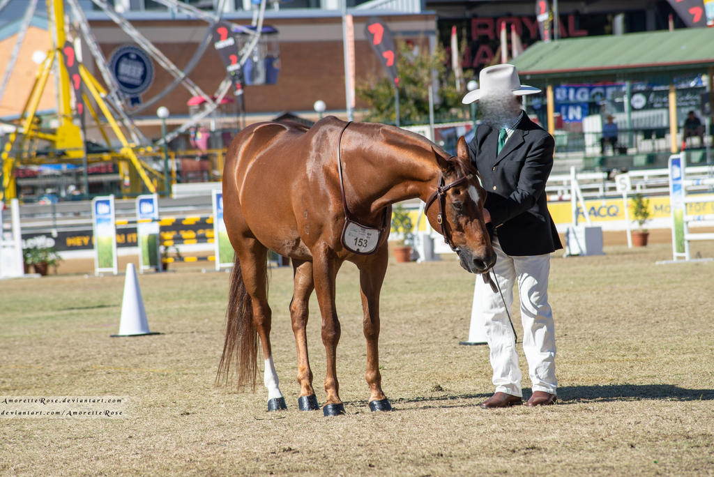 RQS Australian Stock Horse #309 by AmoretteRose on DeviantArt