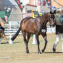 RQS Australian Stock Horse #386