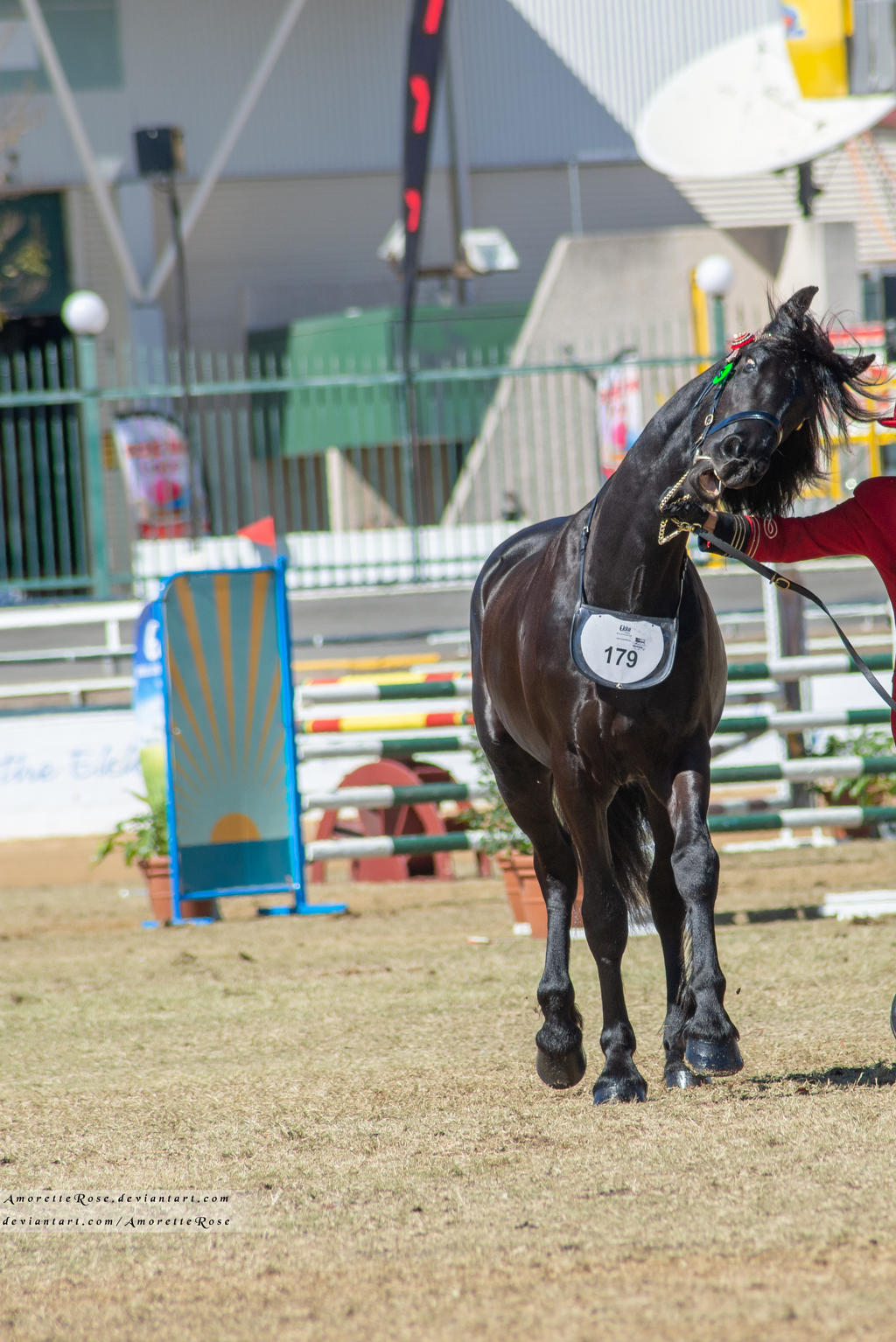 Shell Friesian Rng RQS Friesian #18 by AmoretteRose on DeviantArt
