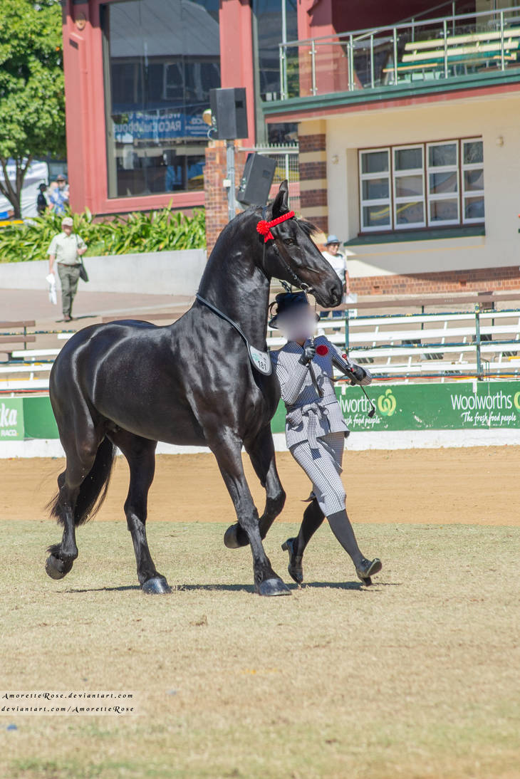 RQS Friesian #58 by AmoretteRose on DeviantArt