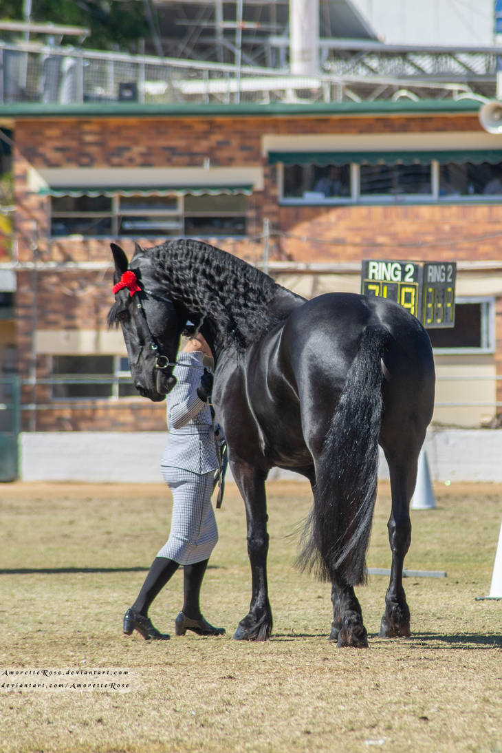RQS Friesian #48 by AmoretteRose on DeviantArt