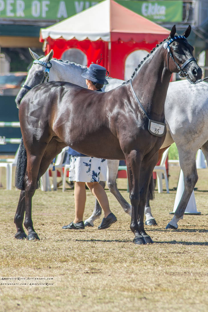 RQS Arab Derivative #59 by AmoretteRose on DeviantArt