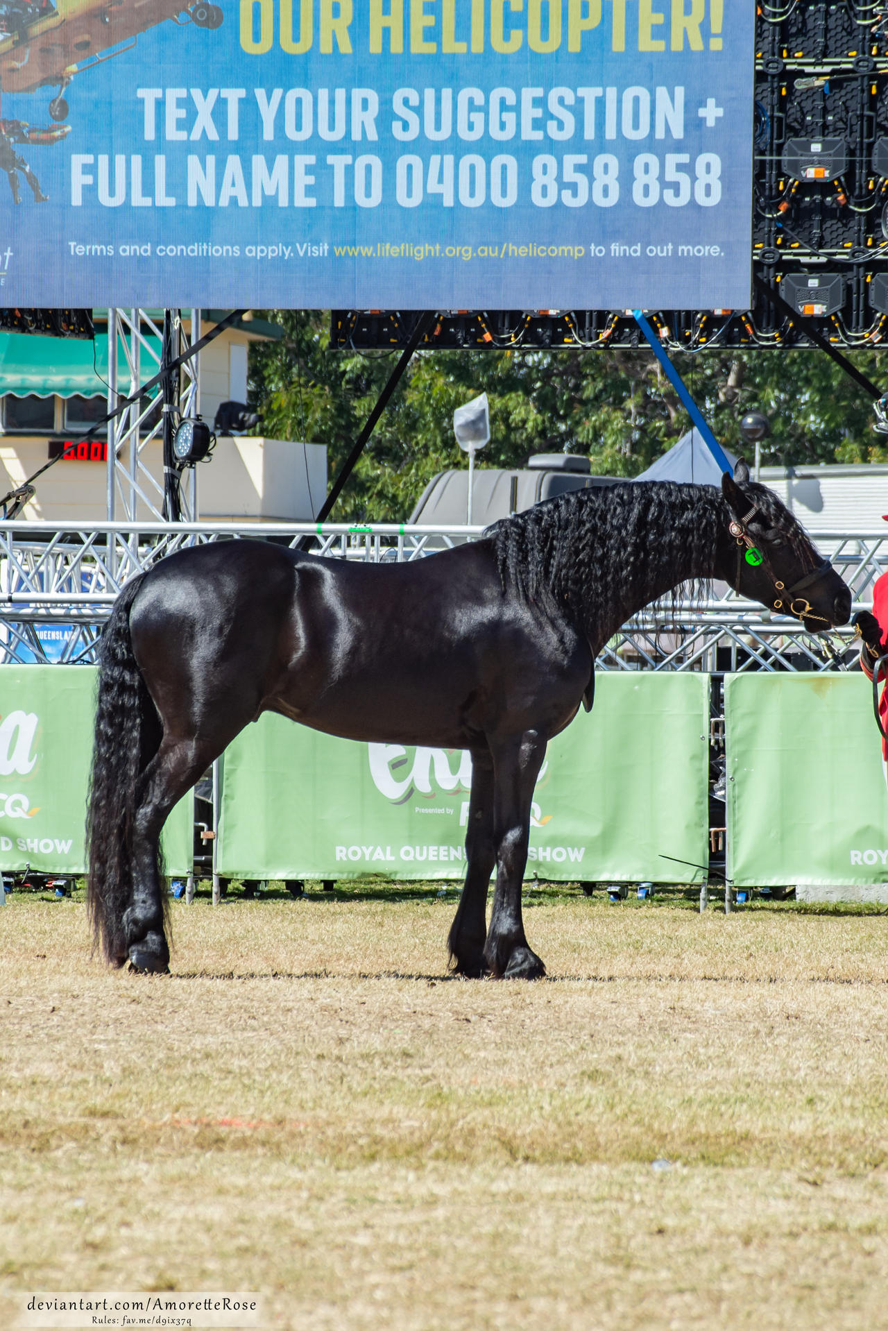 RQS Friesian #95 by AmoretteRose on DeviantArt