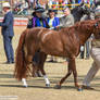 RQS Australian Pony #258