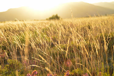 Golden Field