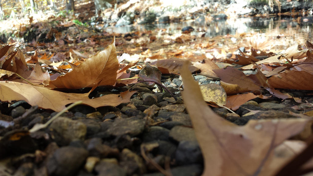 Fall Glory