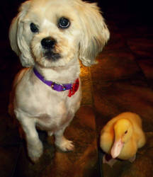 Bella and Duckie