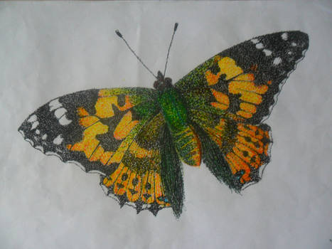 butterfly