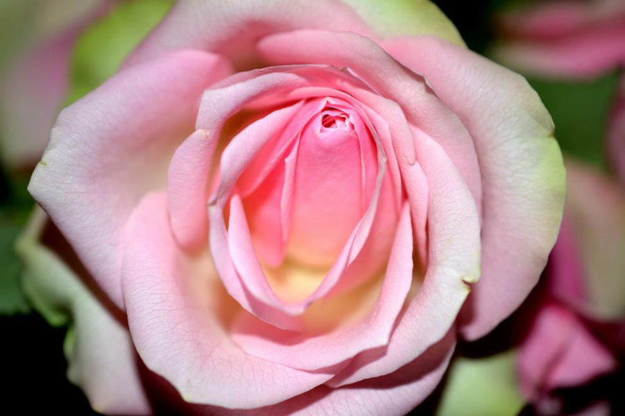 Pink Rpze Pink Rose by Alex-Riddle91 on DeviantArt