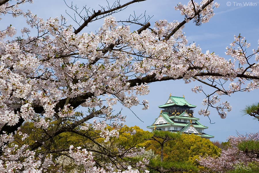 Cherry Blossom at Osaka Castle