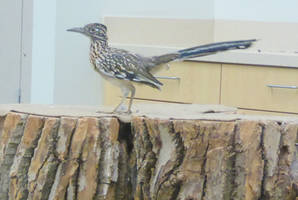 Roadrunner