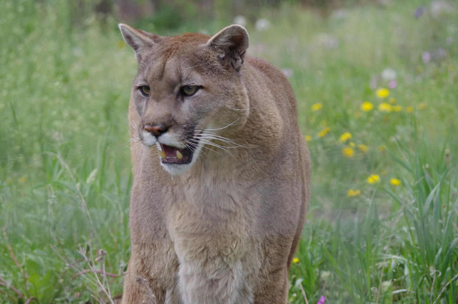 Mountain Lion