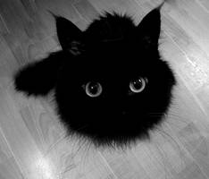 My Black Cat