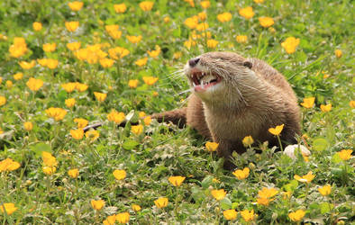 Otter and the buttercups