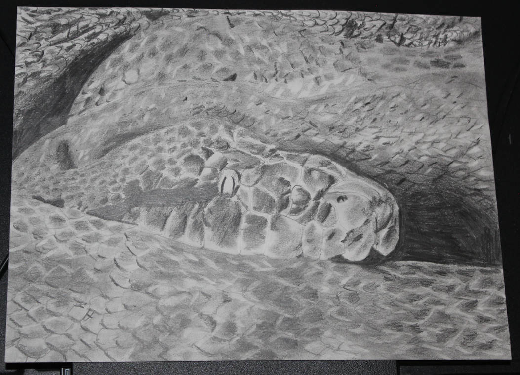 Reticulated Python Close-up 1 by Ziggerotron7 on DeviantArt