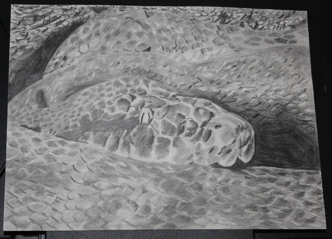 Reticulated Python Close-up 1 by Ziggerotron7 on DeviantArt