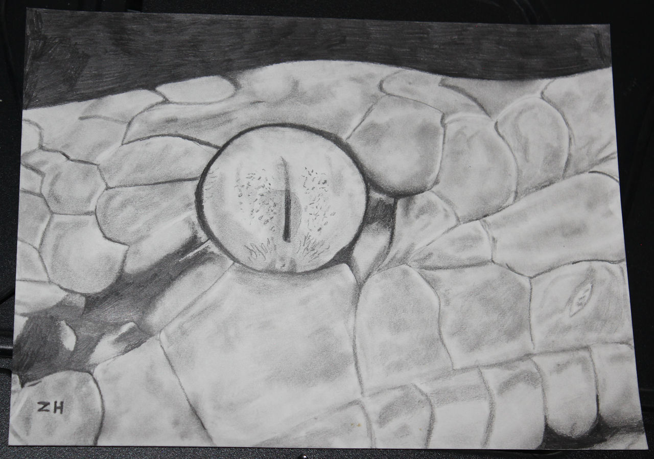 Reticulated Python Close-up 2 by Ziggerotron7 on DeviantArt