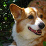 My Faithful Friend