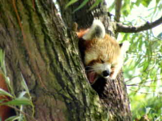 Snoozy Panda