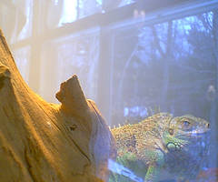 Iguana behind glass