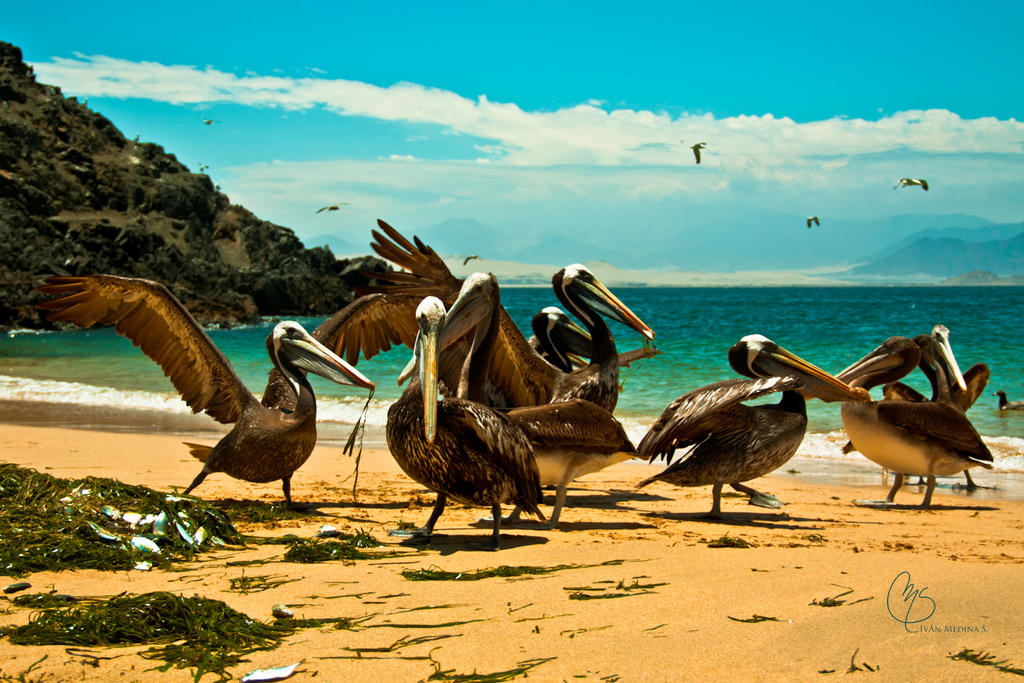 Dancing pelicans