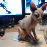 Sphynx cat