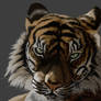 Tiger Study