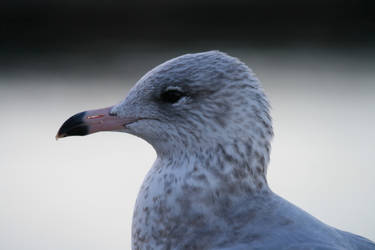 Memorial Union Gull