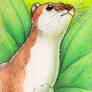 Summer Ermine ACEO