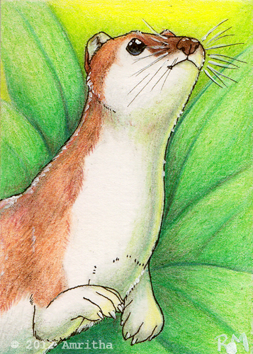 Summer Ermine ACEO