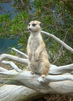 Suricate II